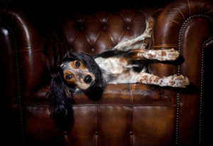 Dog on leather chair