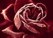 Marsala Rose
