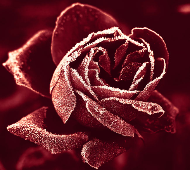 Marsala Rose
